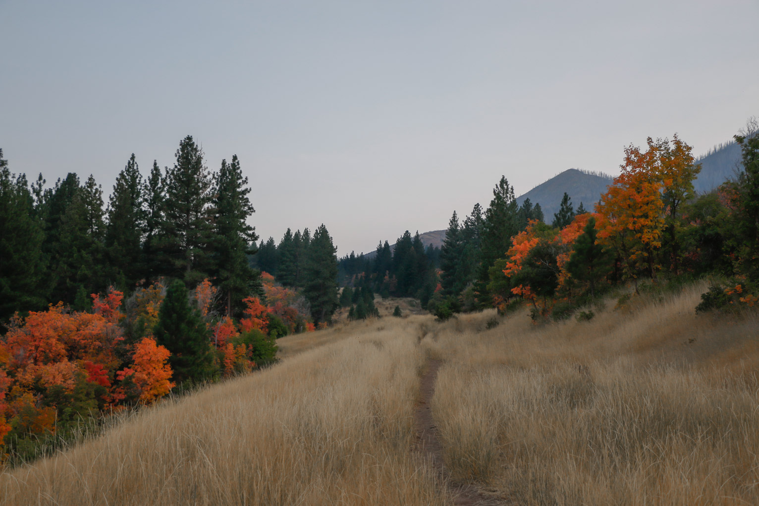 view down a path through dry yellow grass with pines and some orange and red trees